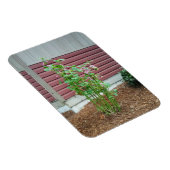 マルバ マグネット (右側)