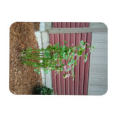 マルバ マグネット (横)