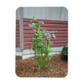 マルバ マグネット (縦)