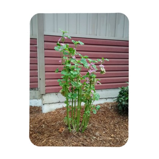 マルバ マグネット (縦)