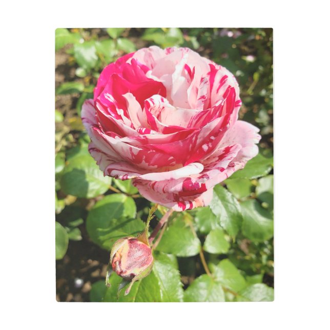 マルブル赤と白バラ金属プリント メタルプリント (正面)