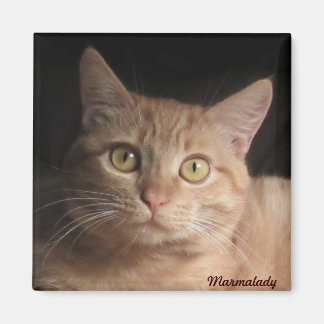 マルマレード磁石 マグネット