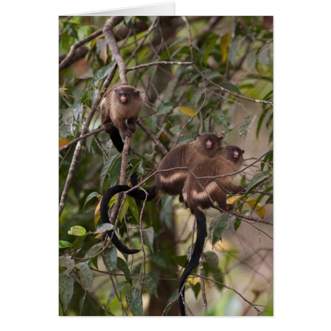 マルモセット・モンキー科 (正面)