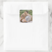 マルモタ・フラビベントリス，黄色い腹のマルモト島， スクエアシール (バッグ)