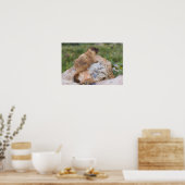 マルモタ・フラビベントリス，黄色い腹のマルモト島， ポスター (キッチン)