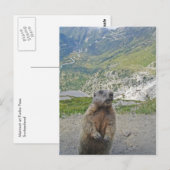 マルモットアットフルカパス ポストカード (正面/裏面)