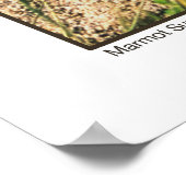 マルモットサンサルテ ポスター (角)