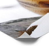 マルモート動物自然野生動物気にの愛情 ポスター (角)