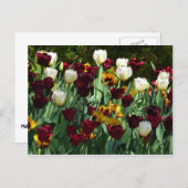 マルーンとイエローのチューリップ カラフルな花 ポストカード (正面/裏面)