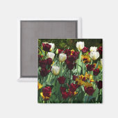 マルーンとイエローのチューリップ カラフルな花 マグネット (正面/裏面)