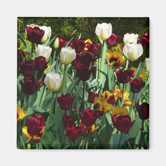 マルーンとイエローのチューリップ カラフルな花 マグネット (正面)
