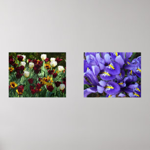 マルーンと黄色のチューリップカラフルフローラ