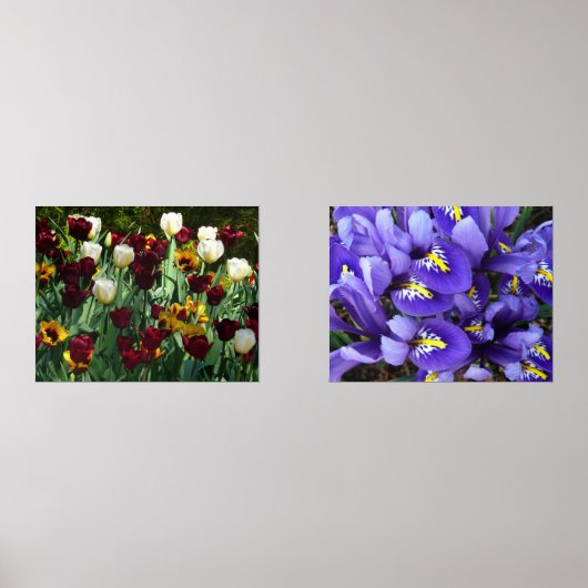 マルーンと黄色のチューリップカラフルフローラ (正面)