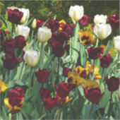 マルーンと黄色のチューリップカラフルフローラ シール (正面)