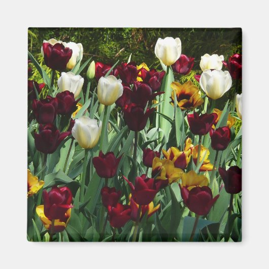 マルーンと黄色のチューリップカラフルフローラ マグネット (正面)