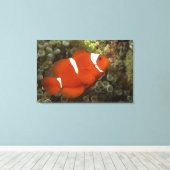 マルーンの海魚 キャンバスプリント (インサイチュ (ウッドフロア))