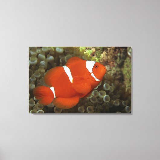 マルーンの海魚 キャンバスプリント (正面)