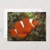 マルーンの海魚 ポストカード (正面/裏面)