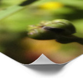 マルーン菊 ポスター (角)