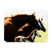 マレスとファウルの馬 マグネット (横)