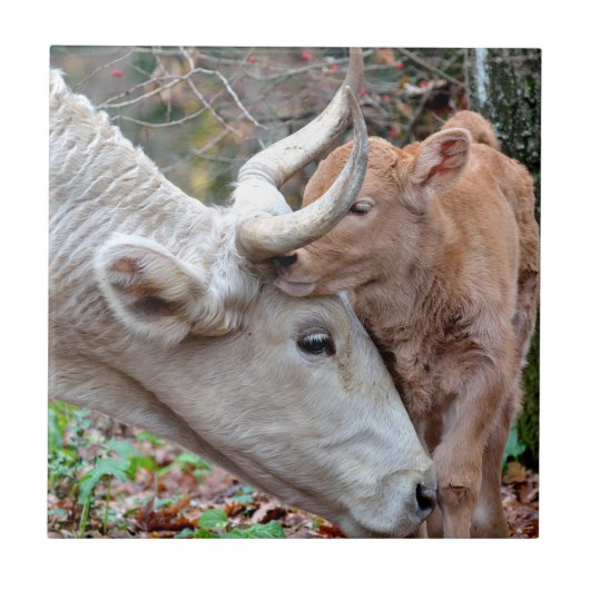 マレンマナカウアンドカーフ タイル (正面)