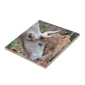 マレンマナカウアンドカーフ タイル (側面)