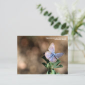 マレンマ，イタリアはがき ポストカード (スタンド正面)