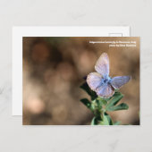 マレンマ，イタリアはがき ポストカード (正面/裏面)