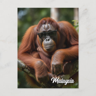 マレーシアのオランウータンとサングラス ポストカード