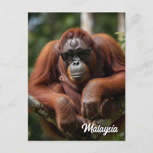 マレーシアのオランウータンとサングラス ポストカード (正面)
