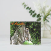 マレーシアのサル ポストカード (スタンド正面)