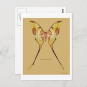 マレーシアムーンモス ポストカード (正面/裏面)