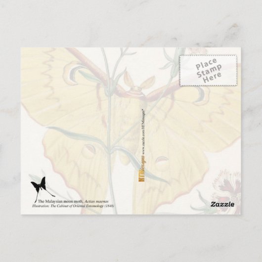 マレーシアムーンモス&中国ピンク ポストカード (裏面)