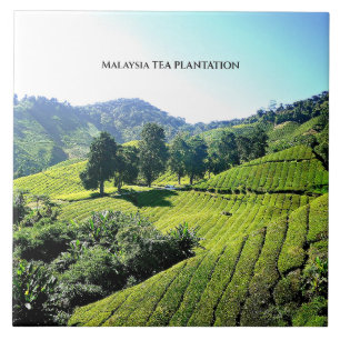 マレーシア茶プランテーション タイル