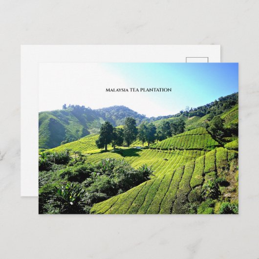 マレーシア茶プランテーション ポストカード (正面/裏面)
