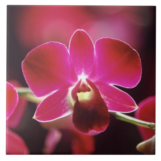 マレーシア，蘭 タイル (正面)