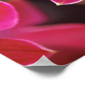 マレーシア，蘭 ポスター (角)