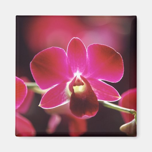 マレーシア，蘭 マグネット (正面)