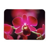 マレーシア，蘭 マグネット (横)