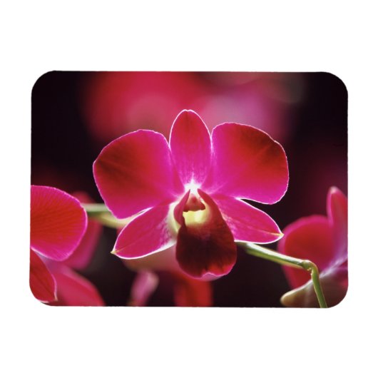 マレーシア，蘭 マグネット (横)