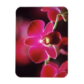 マレーシア，蘭 マグネット (縦)