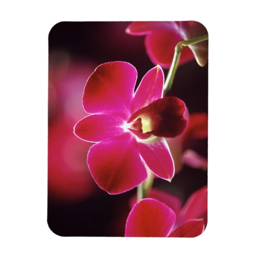 マレーシア，蘭 マグネット (縦)