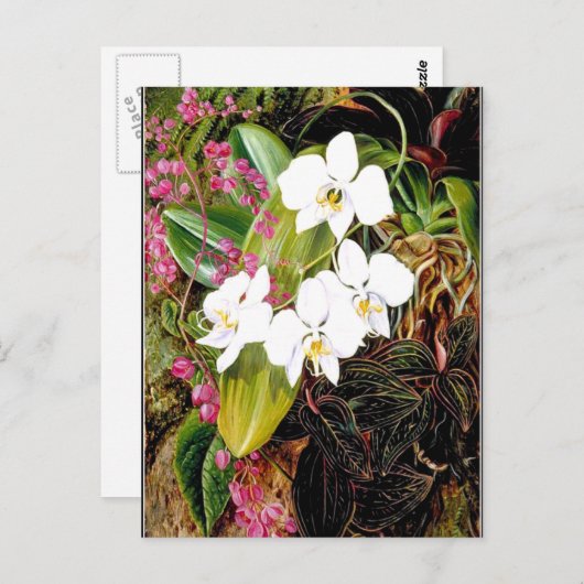 マレー半島のガチョウランとアメリカの登攀植物 ポストカード (正面/裏面)