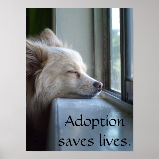 マレー採用ポメラニア犬 ポスター (正面)