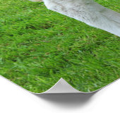 マレー灰色の子牛（王の典型的な農村風景） ポスター (角)