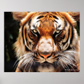 マレー王 ポスター (正面)