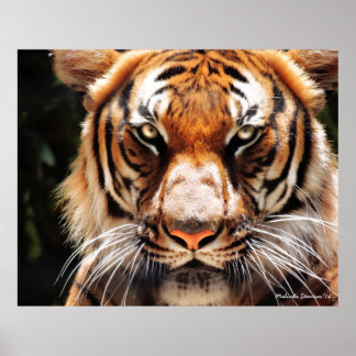 マレー王 ポスター