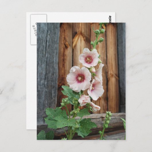 マロウ ポストカード (正面/裏面)