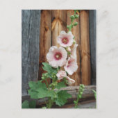 マロウ ポストカード (正面)