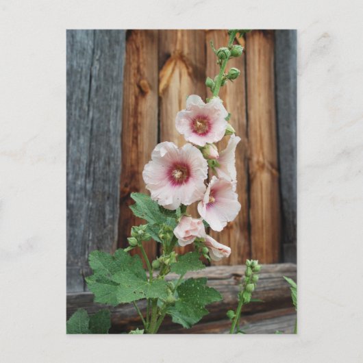 マロウ ポストカード (正面)